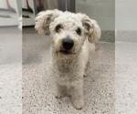 Small Poodle (Miniature) Mix
