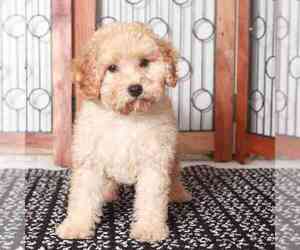 Cavapoo Puppy for sale in NAPLES, FL, USA