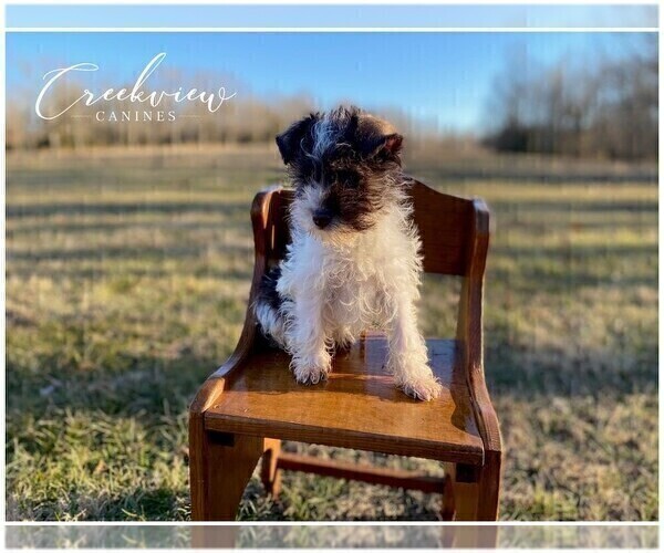 Medium Photo #10 Schnauzer (Miniature) Puppy For Sale in NIANGUA, MO, USA