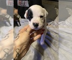 Puppy Dippin Dot American Pit Bull Terrier