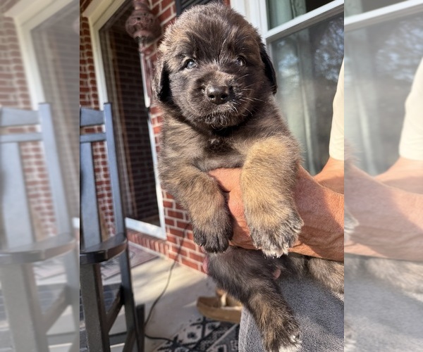 Medium Photo #3 Leonberger Puppy For Sale in MANCHESTER, TN, USA