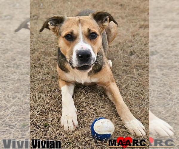 Medium Photo #4 Black Mouth Cur Puppy For Sale in Maryville, TN, USA