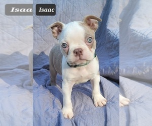 Boston Terrier Puppy for sale in POMEROY, OH, USA