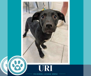 Labrador Retriever-Unknown Mix Dogs for adoption in Kimberton, PA, USA