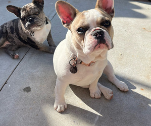 French Bulldog Puppy for sale in SAN DIEGO, CA, USA