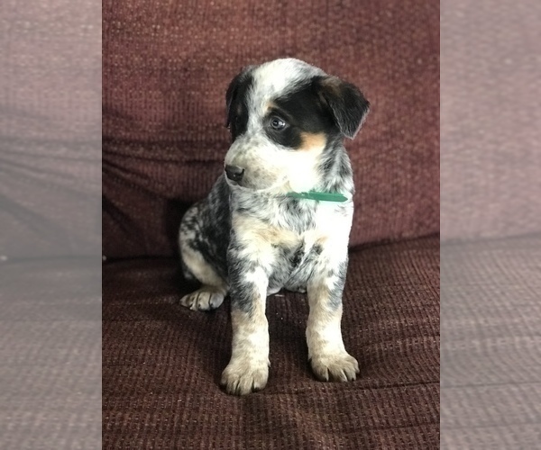 Medium Photo #10 Australian Cattle Dog Puppy For Sale in BOWLING GREEN, KY, USA