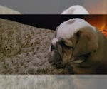 Small Photo #35 English Bulldog Puppy For Sale in COLUMBUS, OH, USA