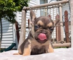 Small Photo #14 French Bulldog Puppy For Sale in GOSHEN, IN, USA