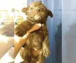 Small Photo #9 Poodle (Toy)-Schnauzer (Miniature) Mix Puppy For Sale in CULLMAN, AL, USA
