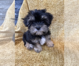 Morkie Puppy for sale in THE COLONY, TX, USA