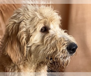 Goldendoodle Puppy for sale in DUNDEE, OH, USA
