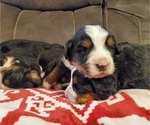 Small #1 Bernese Mountain Dog