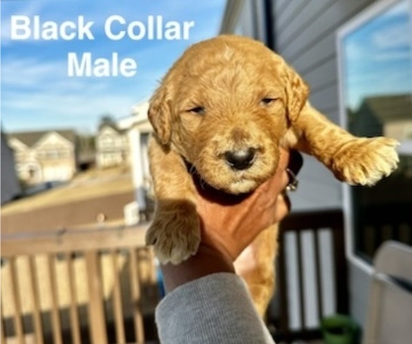 Medium Photo #1 Goldendoodle Puppy For Sale in LAWRENCEVILLE, GA, USA