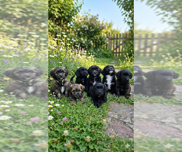 Medium Photo #1 Shih-Poo Puppy For Sale in CHARLOTTE, NC, USA
