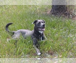 Landon - Male Labrador Retriever-Unknown Mix Dog for Adoption - Photo #5