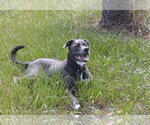 Small #4 Labrador Retriever Mix
