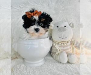 Biewer Terrier Puppy for sale in WEST PALM BEACH, FL, USA