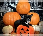 Small Photo #24 French Bulldog Puppy For Sale in YUCCA VALLEY, CA, USA
