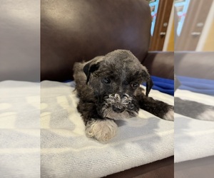 Schnauzer (Miniature) Puppy for sale in BARSTOW, CA, USA