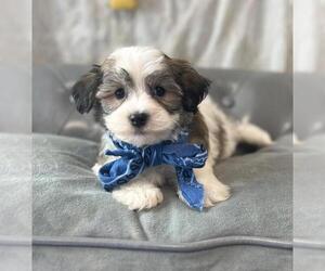 Havanese Puppy for sale in ORO VALLEY, AZ, USA