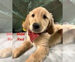 Puppy Red PENDING Golden Retriever
