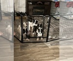 Small Photo #9 Akita Puppy For Sale in CANTONMENT, FL, USA