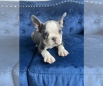 Small #11 French Bulldog