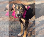 Small Photo #4 Mutt Puppy For Sale in Shillington, PA, USA