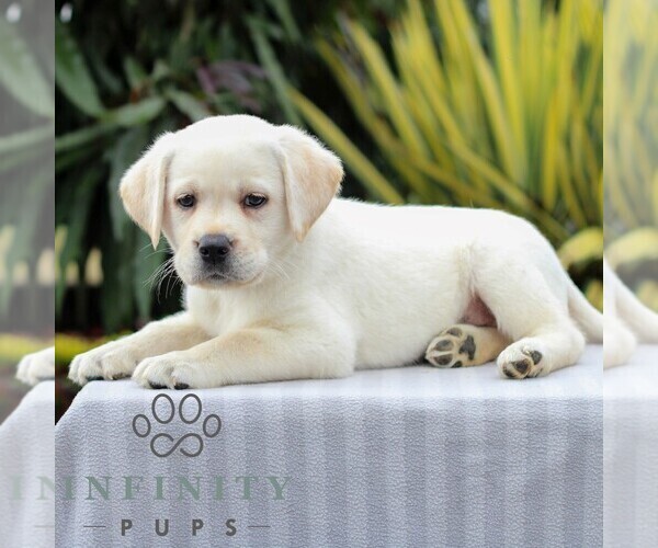 Medium Photo #6 Labrador Retriever Puppy For Sale in GORDONVILLE, PA, USA