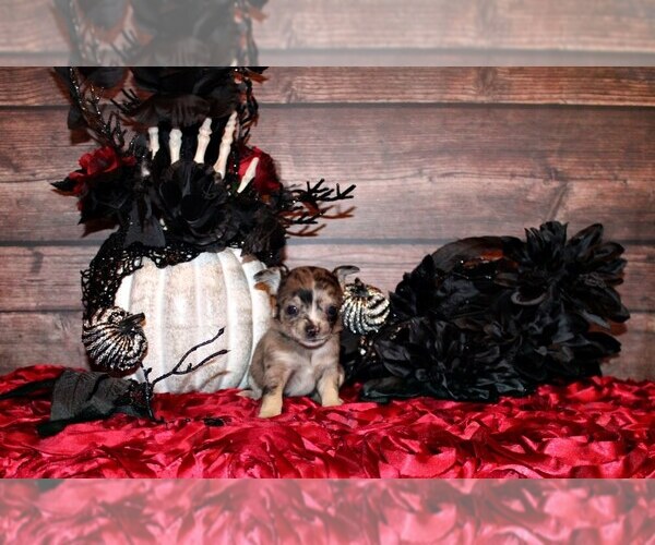 Medium Photo #1 Chihuahua Puppy For Sale in CHARLESTON, AR, USA