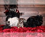 Puppy Lathrop Chihuahua
