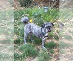Small #3 French Tzu