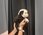 Puppy Forrest Australian Shepherd