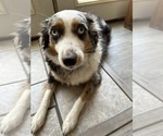 Small Photo #1 Australian Shepherd Puppy For Sale in ONTARIO, CA, USA