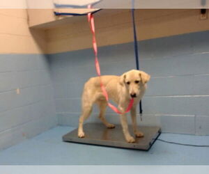 Labrador Retriever-Unknown Mix Dogs for adoption in Moreno Valley, CA, USA