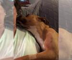 Small #3 American Pit Bull Terrier Mix