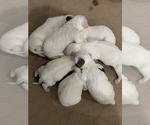 Small Photo #1 Llewellin Setter Puppy For Sale in LARAMIE, WY, USA