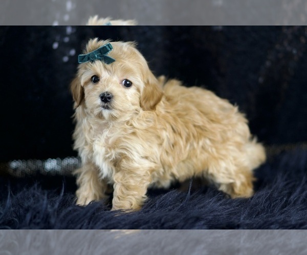 Medium Photo #4 Maltipoo Puppy For Sale in WARSAW, IN, USA