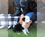 Small Photo #4 Australian Shepherd Puppy For Sale in WYLIE, TX, USA