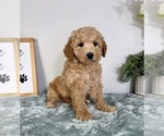 Small #3 Goldendoodle (Miniature)