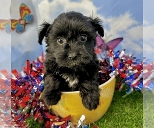 YorkiePoo Puppy for sale in CASSVILLE, MO, USA