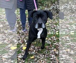 Labrador Retriever-Unknown Mix Dogs for adoption in Unionville, PA, USA