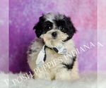 Small Photo #69 Maltipoo (Miniature) Puppy For Sale in WARSAW, IN, USA