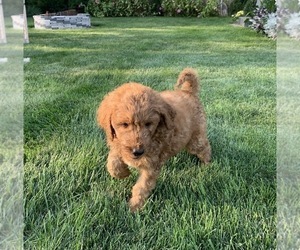 Goldendoodle Puppy for sale in GREENWOOD, IN, USA