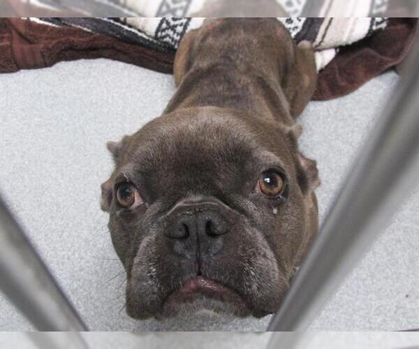 Medium Photo #1 French Bulldog Puppy For Sale in Orange, CA, USA