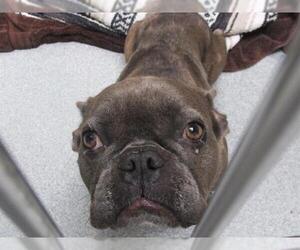 French Bulldog Dogs for adoption in Orange, CA, USA