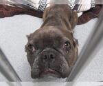 Small French Bulldog