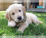 Small #3 Golden Retriever