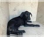 Small Labrador Retriever Mix