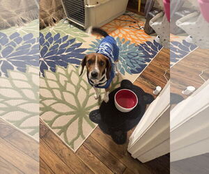 Beagle Dogs for adoption in Tampa, FL, USA